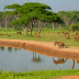 Wilpattu Savanna