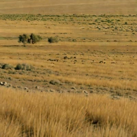 Western Short Grasslands