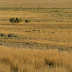 Western Short Grasslands
