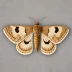 Winter moth