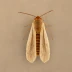 Webbing clothes moth