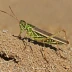 White-lined Grasshopper (Schistocerca albolineata)