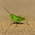 Wingless Grasshopper (Phaulacridium vittatum)
