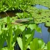 Water Hyacinth Grasshopper (Paulinia acuminata)