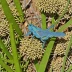 Wheeler's Blue-winged Grasshopper (Leprus wheelerii)