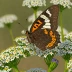 Weidemeyer's Admiral
