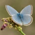 Western Tailed-Blue