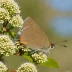 White-letter Hairstreak