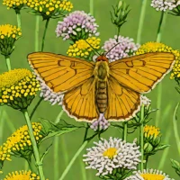 Woodland Skipper