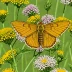 Woodland Skipper