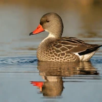 White-cheeked Pintail