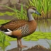 West Indian Whistling Duck