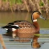 Wandering Whistling Duck