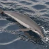 White-beaked Dolphin