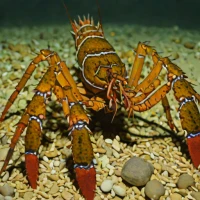 Western Australian rock lobster (Panulirus cygnus)
