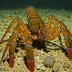 Western Australian rock lobster (Panulirus cygnus)