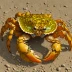 Warty Crab