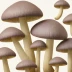 Wood Blewit