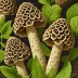 Western Morel