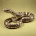 Western Diamondback Rattlesnake (Robert Lang)
