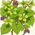 Wild Grapevine Flower