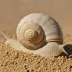 White Desert Snail (Sphincterochila boissieri)