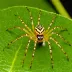 Wendilgarda sp.