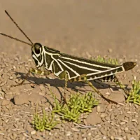 Whitecrossed grasshopper (Hadrotettix trifasciatus)