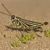 Whitecrossed grasshopper (Hadrotettix trifasciatus)
