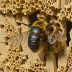 Wood-carving Leafcutter Bee (Megachile ligniseca)