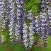 Wisteria macrostachya 'Blue Moon'