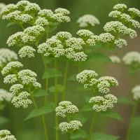 White Snakeroot