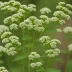 White Snakeroot