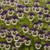 Wild Pansy