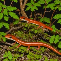 Western Red-backed Salamander