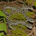 White-spotted Slimy Salamander