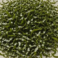 Wakame (Undaria pinnatifida)