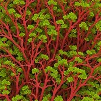 Weeksia reticulata