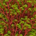 Weeksia reticulata
