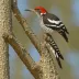 White-winged Woodpecker