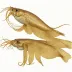 Wellington Flying Squid (Nototodarus sloanii)