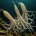 Whiplash Squid (Mastigoteuthis flammea)