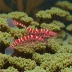Wine Red Pinto Shrimp