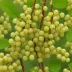White Currant (Ribes album)