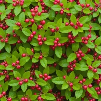 Wintergreen / Teaberry (Gaultheria procumbens)