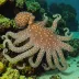 White-Spotted Octopus (Callistoctopus macropus)
