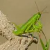 Wattenwyl's Grasshopper (Calliptamus wattenwylianus)