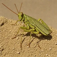 Wrinkled Grasshopper (Hippiscus ocelote)
