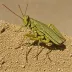 Wrinkled Grasshopper (Hippiscus ocelote)
