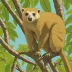 Waigeou cuscus